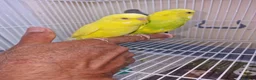 Budgerigars birds for sale: Super silly hand tamed baby budgies  - Advert 17