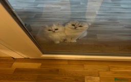 Scottish Fold cats for sale: Beautiful Scottish Fold Male Kittens  - Advert 5