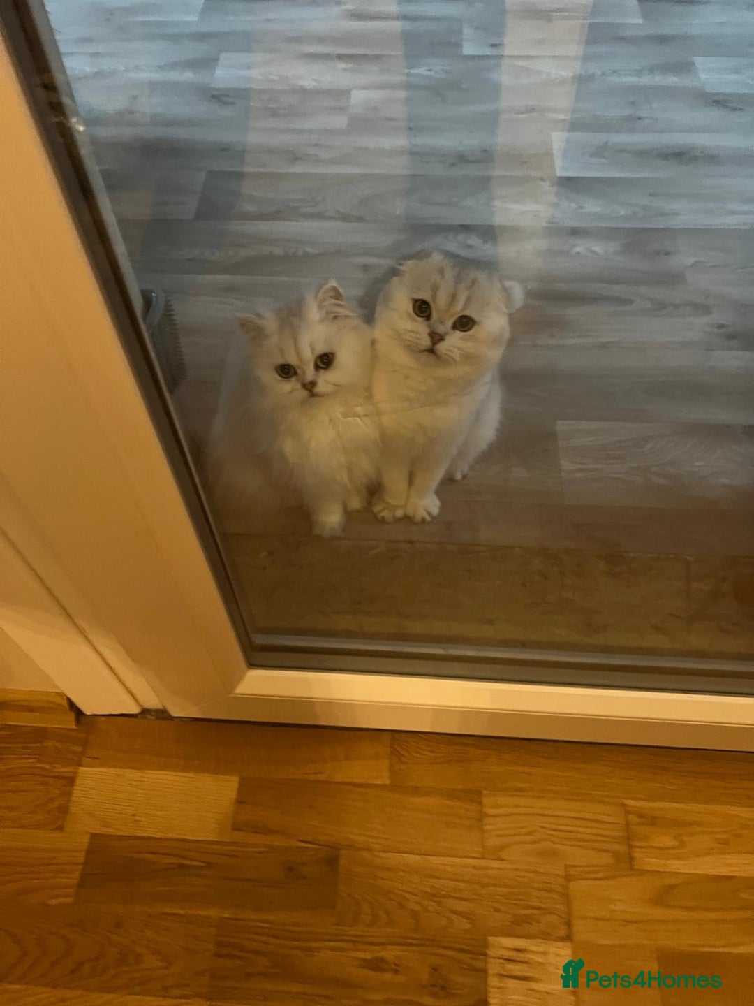 Scottish Fold cats for sale: Beautiful Scottish Fold Male Kittens  - Advert 5