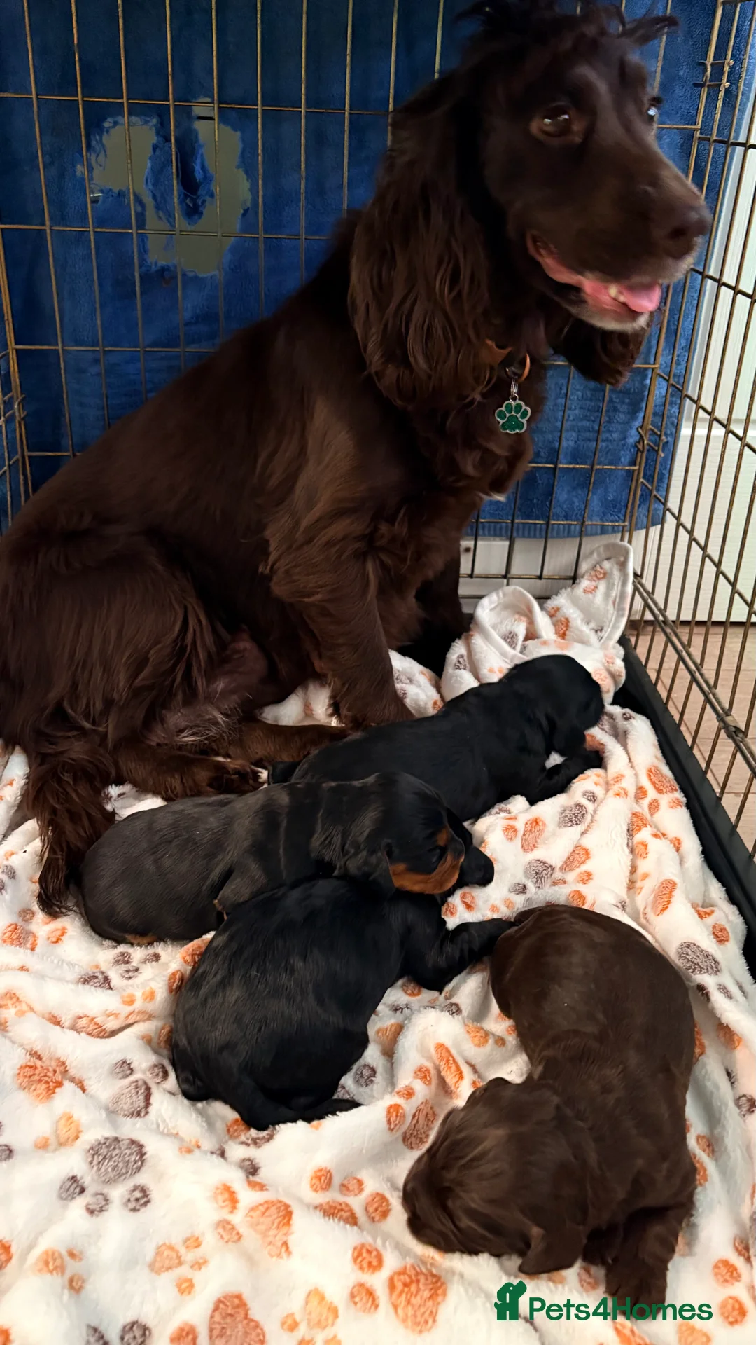 Cocker Spaniel dogs for sale: Kc reg working cocker spaniels  in Stirling - Advert 1