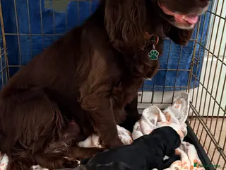 Cocker Spaniel dogs Kc reg working cocker spaniels - Advert 3