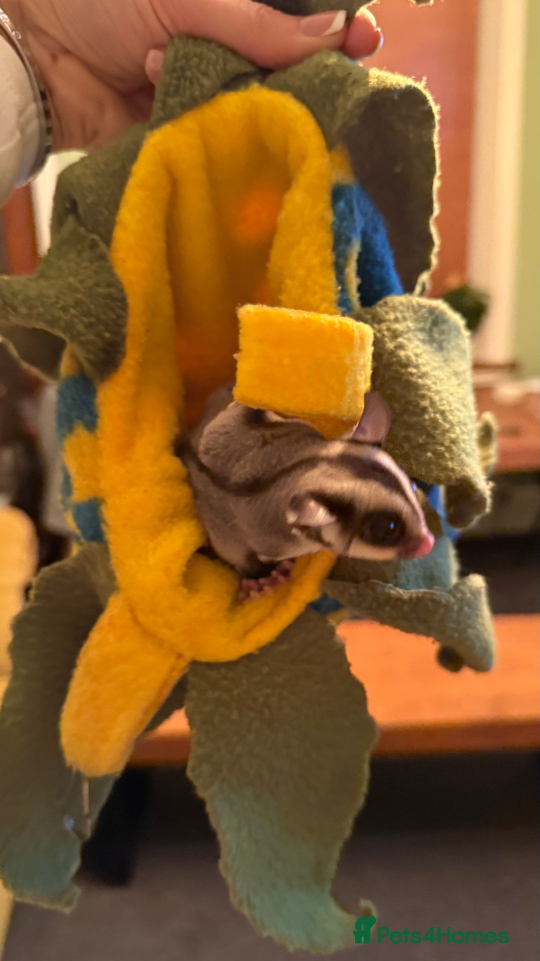 Sugar Glider rodents for sale: male and female ready to go - Advert 5