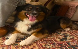 Australian Shepherd dogs for sale: Young Australian Shepherd female dog for sale - Image 2