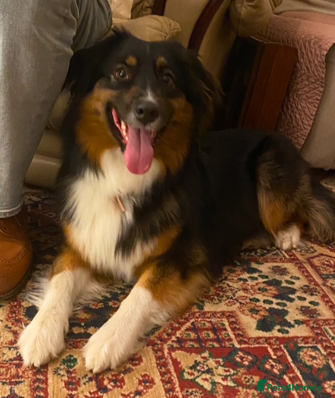 Australian Shepherd dogs for sale: Young Australian Shepherd female dog for sale - Image 2