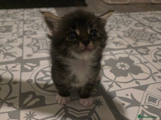 Maine Coon cats Beautiful Maine Coon cross kittens - Advert 13