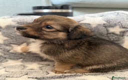 Chiweenie dogs for sale: Gorgeous litter of chiweenies  - Image 5