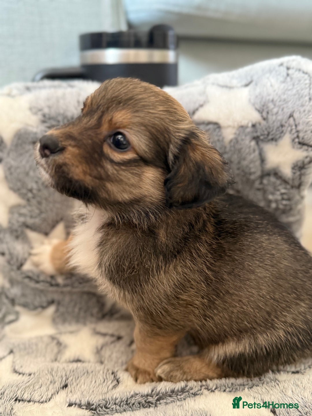Chiweenie dogs for sale: Gorgeous litter of chiweenies  - Image 5