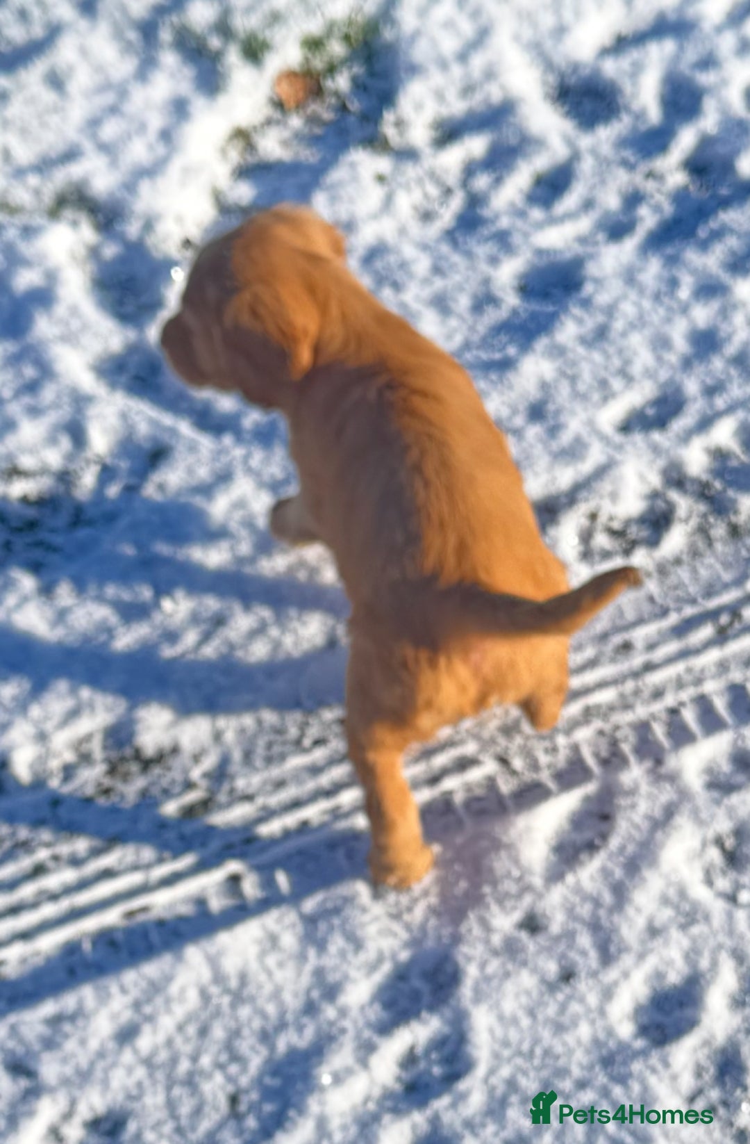 Mixed Breed dogs for sale: ‘CockerDoodles’ health-checked healthy chunky pups - Advert 5