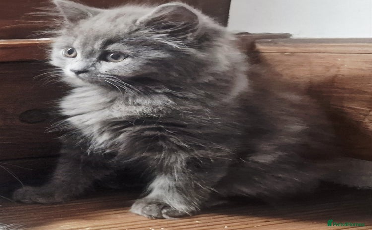 British Longhair cats - Advert 2