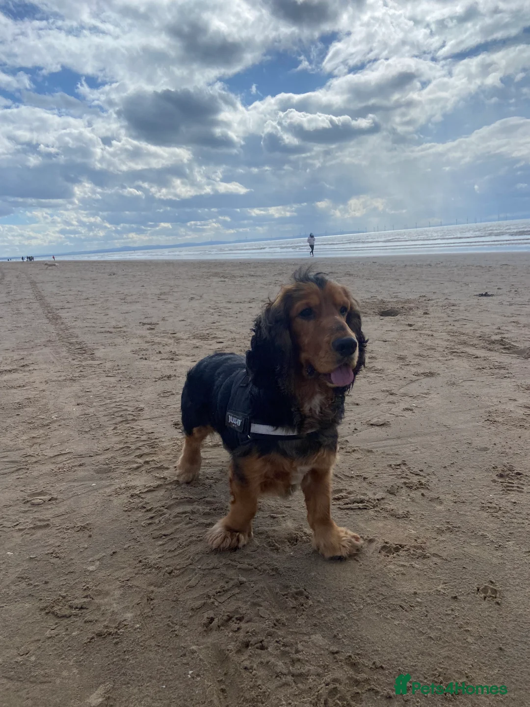 Cocker Spaniel dogs for stud: *For stud* Ringo the cocker spaniel - Advert 13