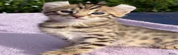 Keetso cats for sale: Stunning wild looking polydactyl curl ear keetsos  - Advert 27