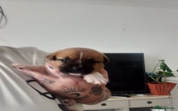 Mixed Breed dogs for sale: Staffy/american akita - Image 1