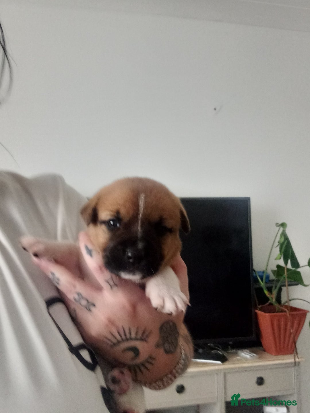 Mixed Breed dogs for sale: Staffy/american akita - Image 1