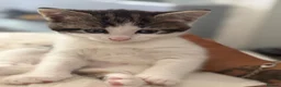 Mixed Breed cats for sale: 2 kittens  - Advert 1