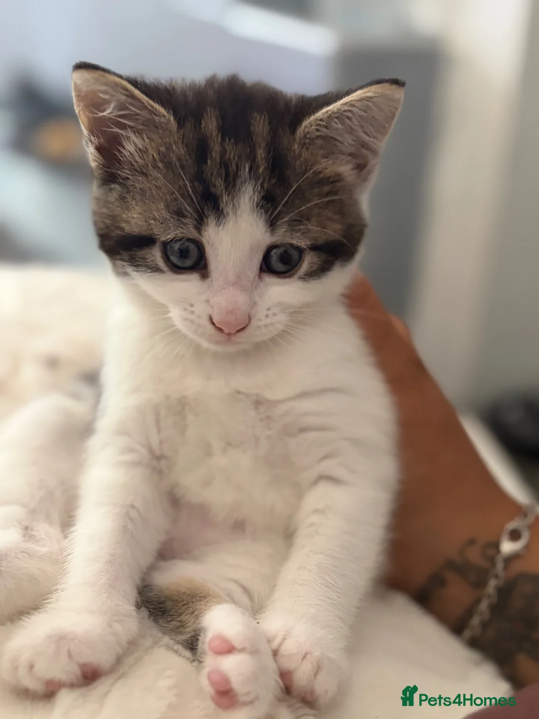 Mixed Breed cats for sale: 2 kittens  - Advert 1