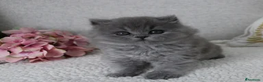 British Longhair Kitten 2 AVAILABLE 