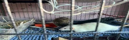 Rat rodents for sale: 4 male rats with complete set up  - Advert 12