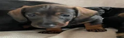 Miniature Dachshund dogs for sale: Miniature Wire Haired Dachshunds  - Advert 2