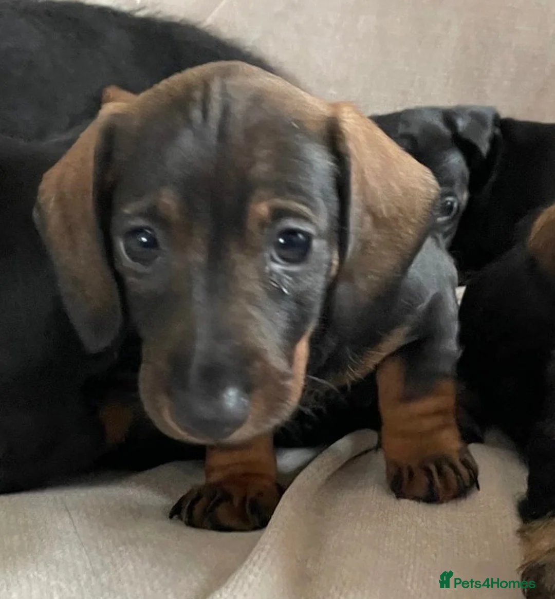 Miniature Dachshund dogs for sale: Miniature Wire Haired Dachshunds  - Advert 2