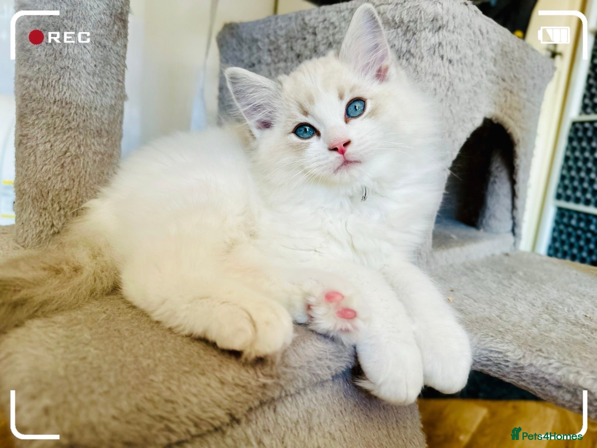 Ragdoll cats READY NOW — BEAUTIFUL RAGDOLL KITTENS - Advert 14