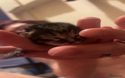 Mixed Breed cats for sale: Black Tabby kittens - Image 13