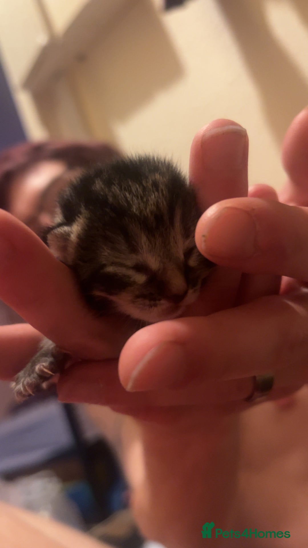 Mixed Breed cats for sale: Black Tabby kittens - Image 13