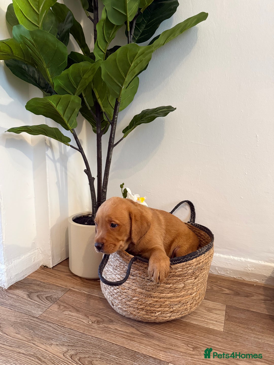 Labrador Retriever dogs for sale: Labrador pups for sale  - Advert 4