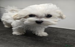 Maltese dogs for sale: 50%KOREAN KC Little Girl  - Image 7