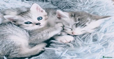 British Shorthair cats - Advert 8