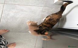 Mixed Breed cats for sale: 4 Adorable, playful Kittens - Image 6