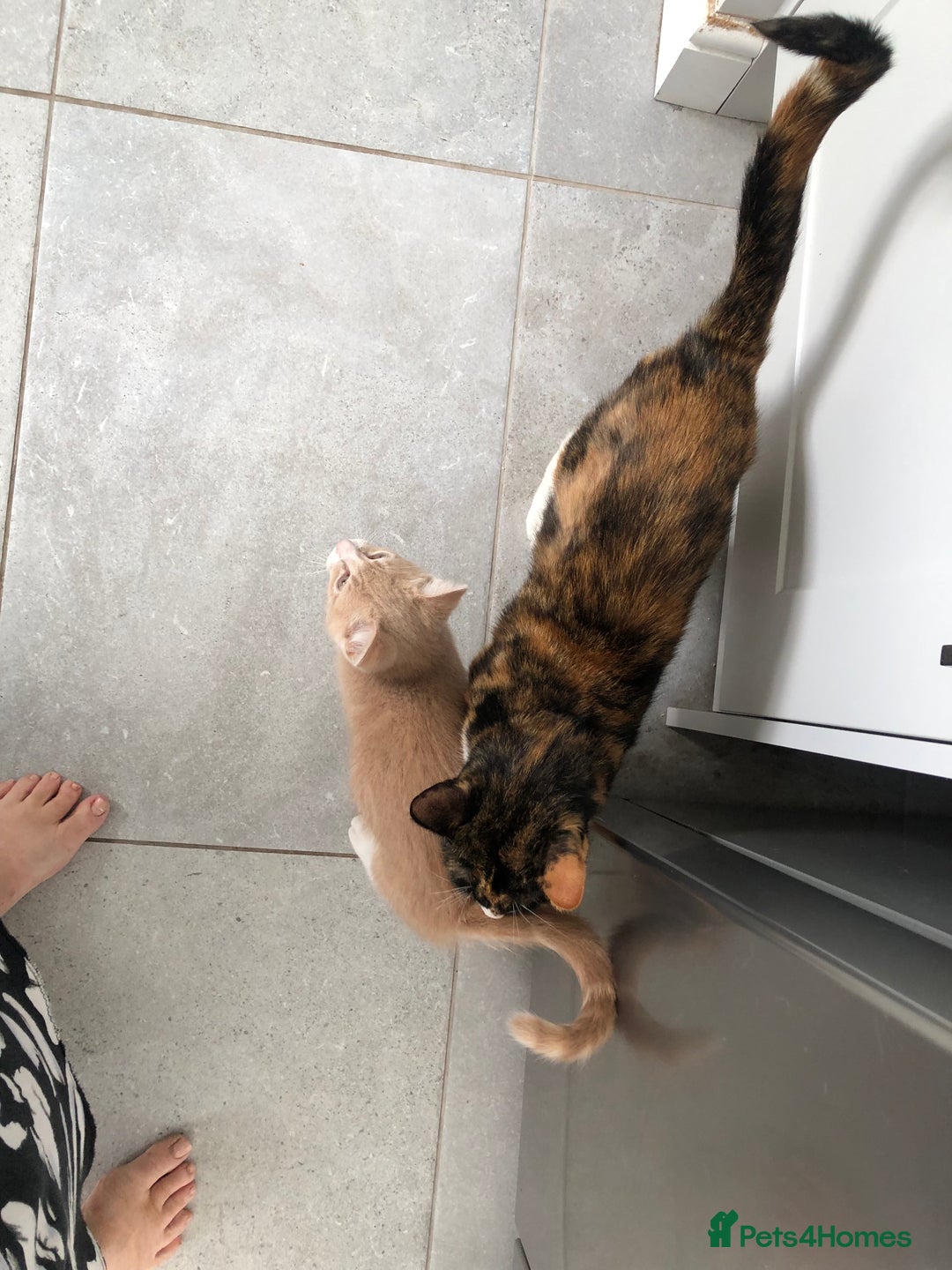 Mixed Breed cats for sale: 4 Adorable, playful Kittens - Image 6