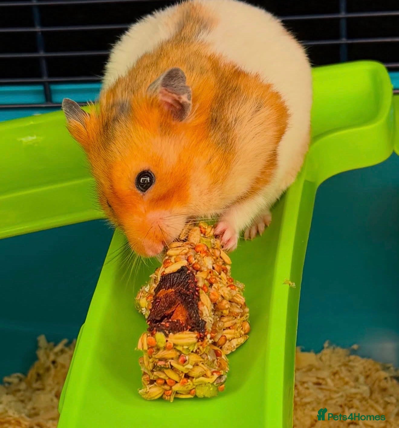 Hamster rodents Syrian Hamster for sale  - Advert 1