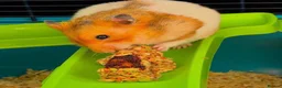 Hamster rodents for sale: Syrian Hamster for sale  - Advert 1