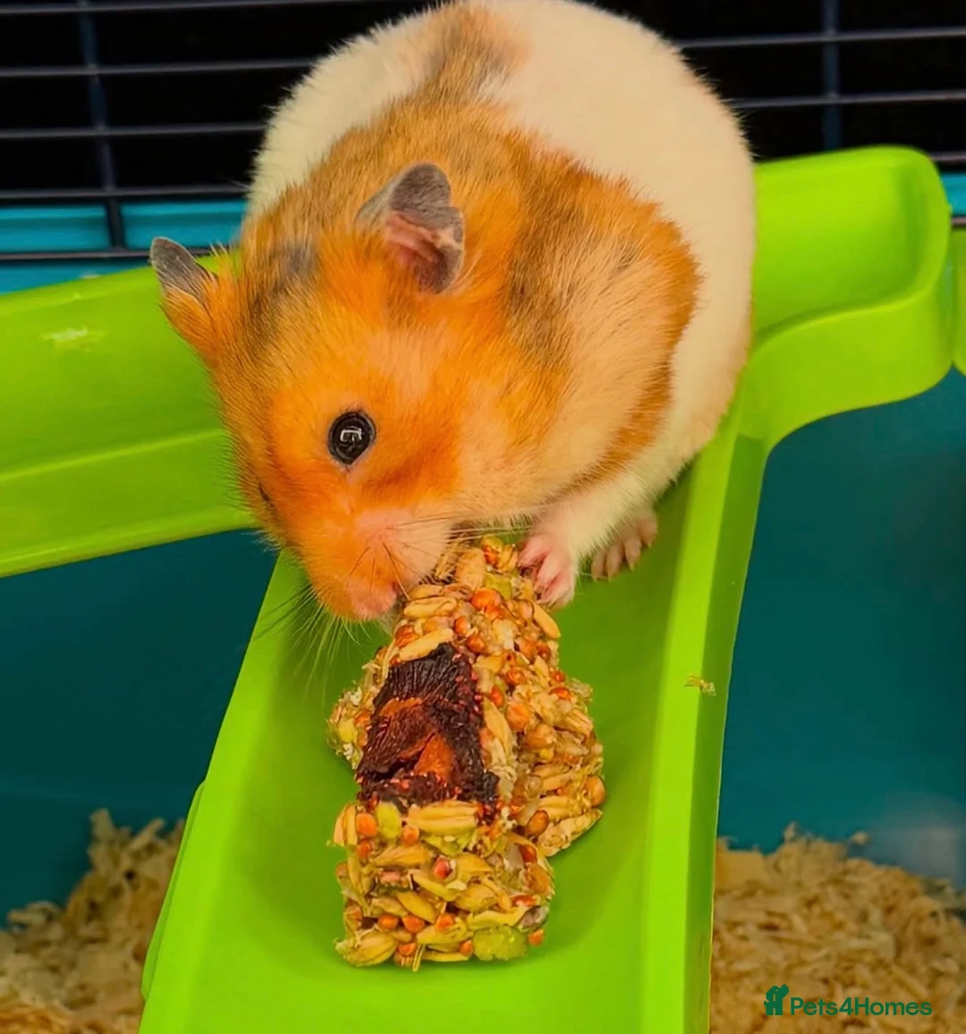 Hamster rodents for sale: Syrian Hamster for sale  - Advert 1