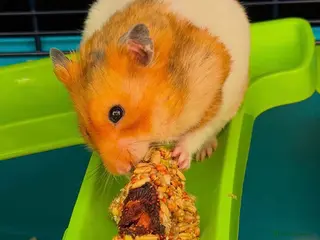 Hamster rodents Syrian Hamster for sale - Advert 1