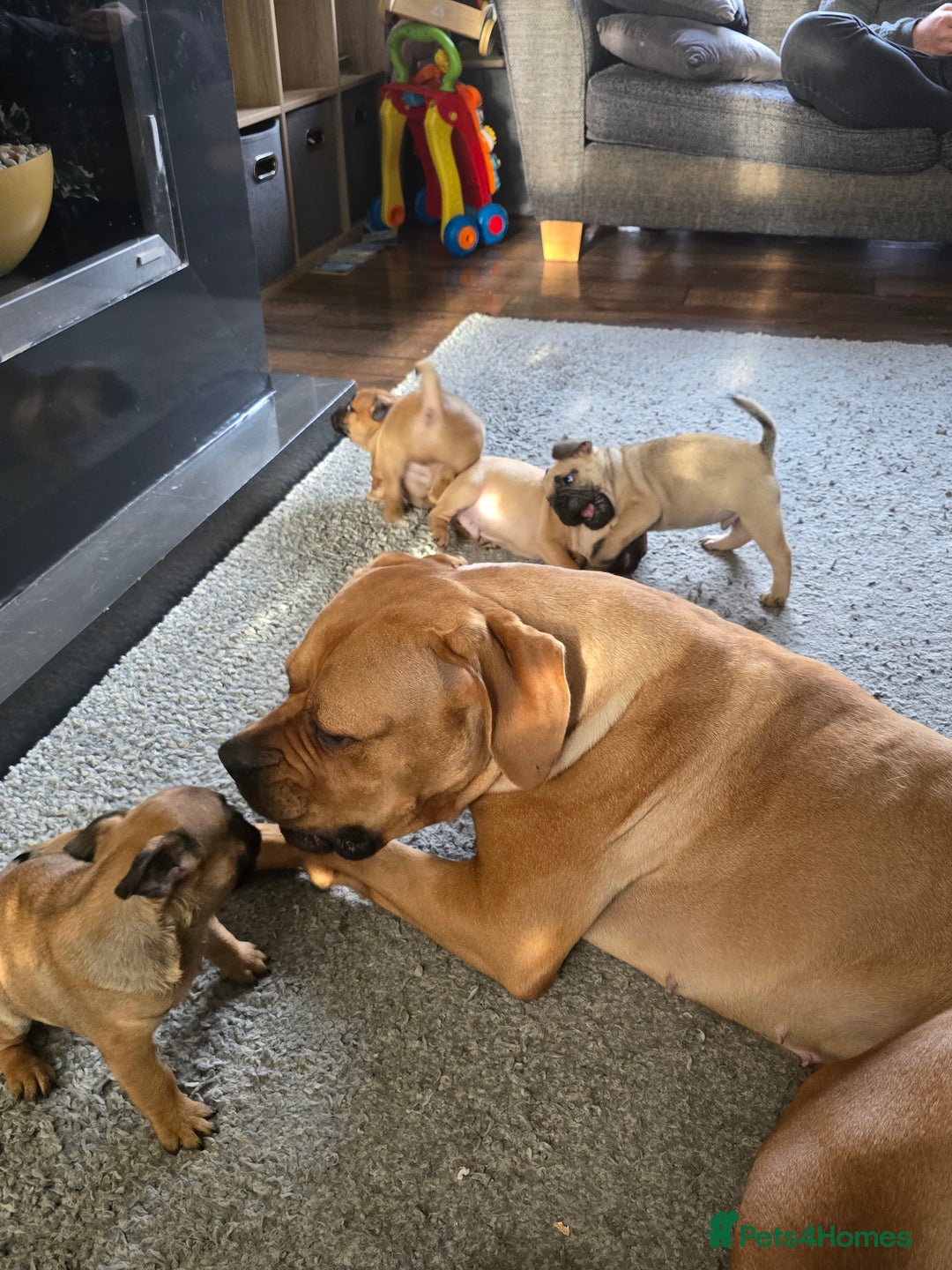 Frug dogs for sale: French bulldog x pug - Advert 6