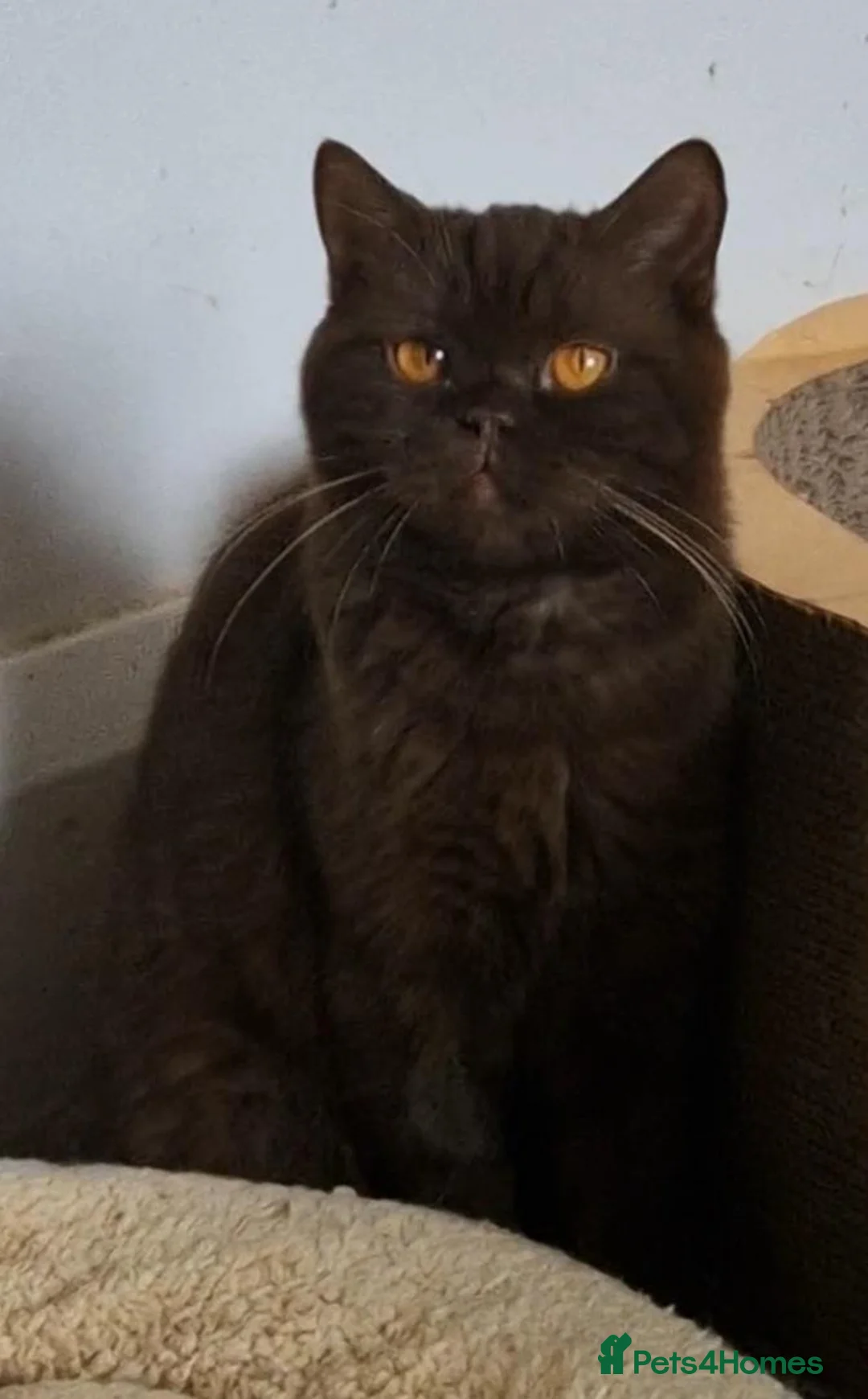 British Shorthair cats for sale: Chocolate girl British Shorthair - Advert 2