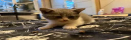 British Shorthair cats for sale: Kittens ready for a new home  - Advert 8
