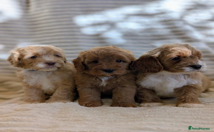 Cavapoo dogs - Advert 3