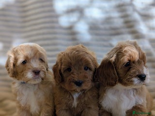 Cavapoo dogs - Advert 9