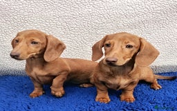 Miniature Dachshund dogs for sale: FULLY VAC READY NOW  MINI DAXIS PRA KC REG - Image 9