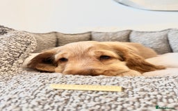 Cocker Spaniel dogs for sale: Golden English Show Cocker Spaniel Pup - Image 2