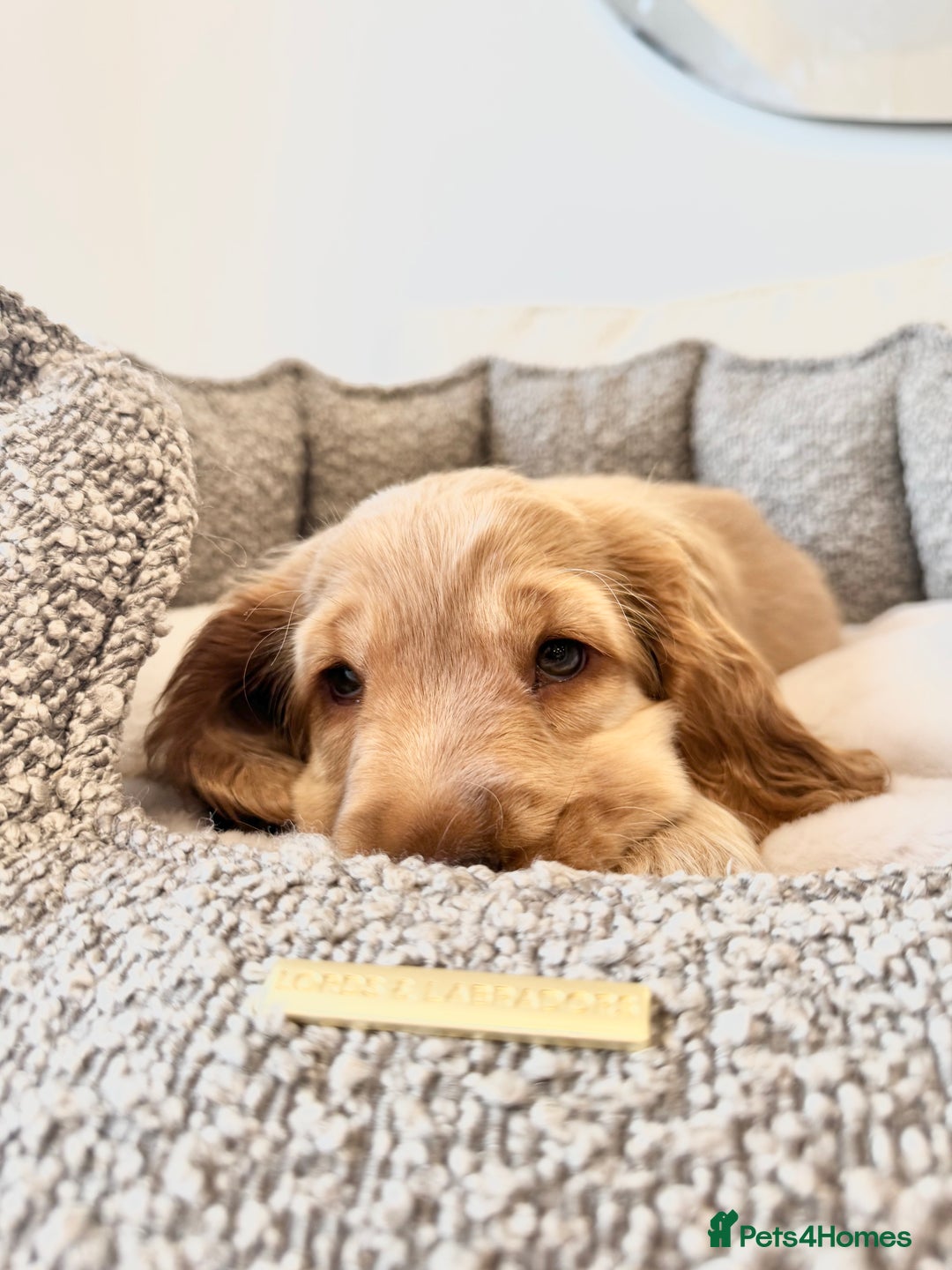 Cocker Spaniel dogs for sale: Golden English Show Cocker Spaniel Pup - Image 2