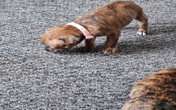 Staffordshire Bull Terrier dogs for sale: 🐶  STAFFY PUPPYS 🐶  - Image 9