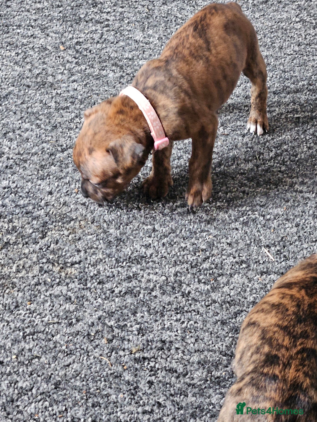 Staffordshire Bull Terrier dogs for sale: 🐶  STAFFY PUPPYS 🐶  - Image 9