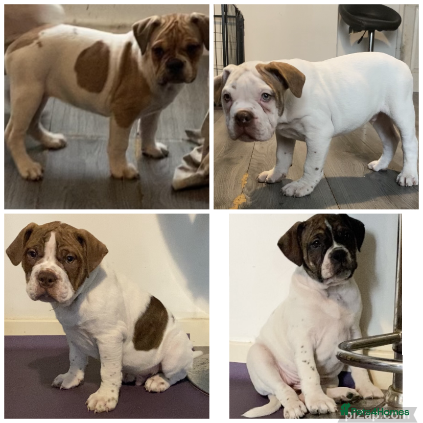 Alapaha Blue Blood Bulldog dogs TOP QUALITY PURE ALAPAHA BULLDOGS - Advert 1