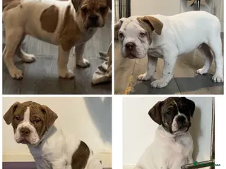 Alapaha Blue Blood Bulldog dogs TOP QUALITY PURE ALAPAHA BULLDOGS - Advert 1