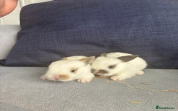Mixed Breed rabbits for sale: Gorgeous baby bunny’s for sale  - Image 6