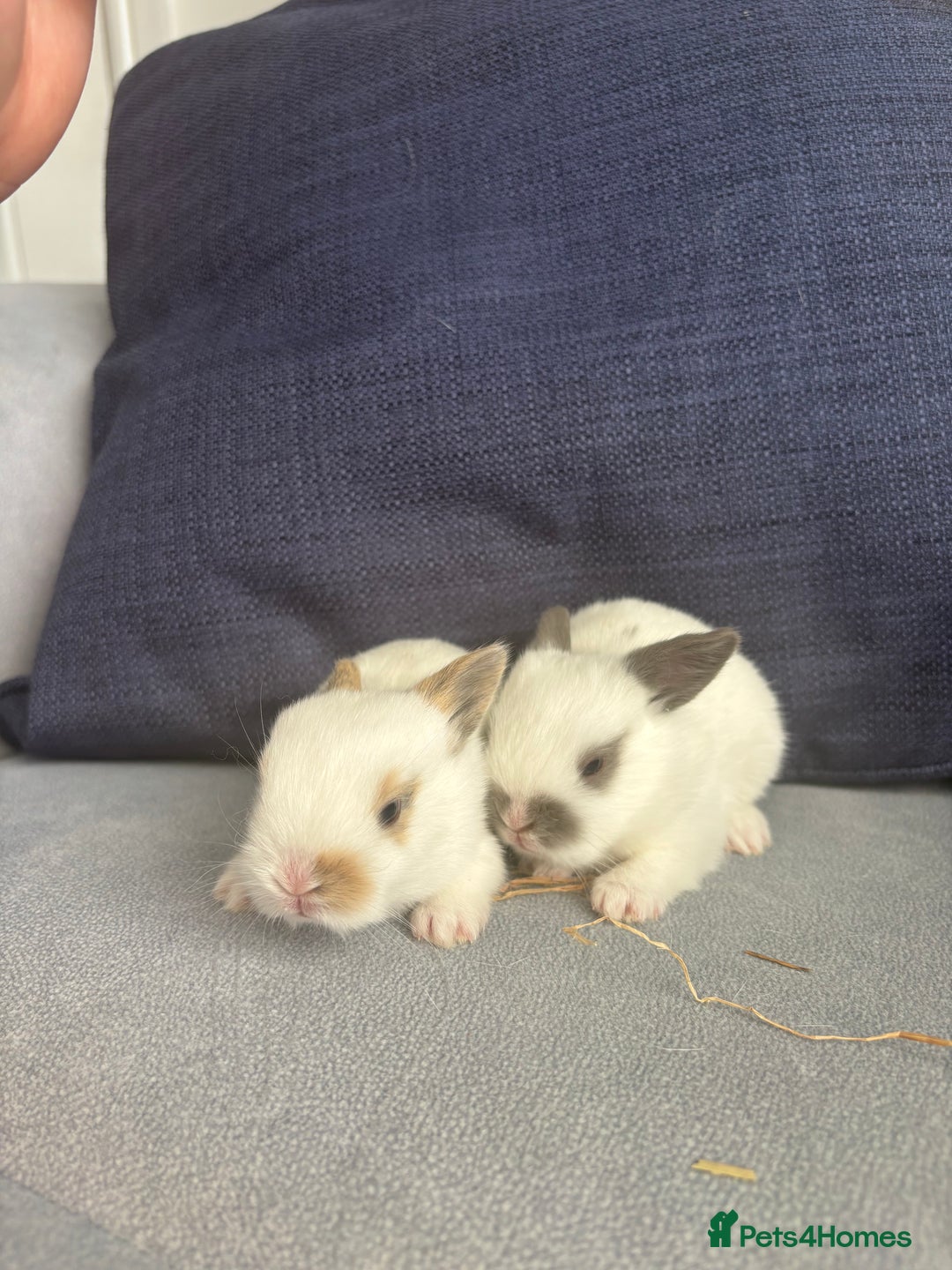 Mixed Breed rabbits for sale: Gorgeous baby bunny’s for sale  - Image 6