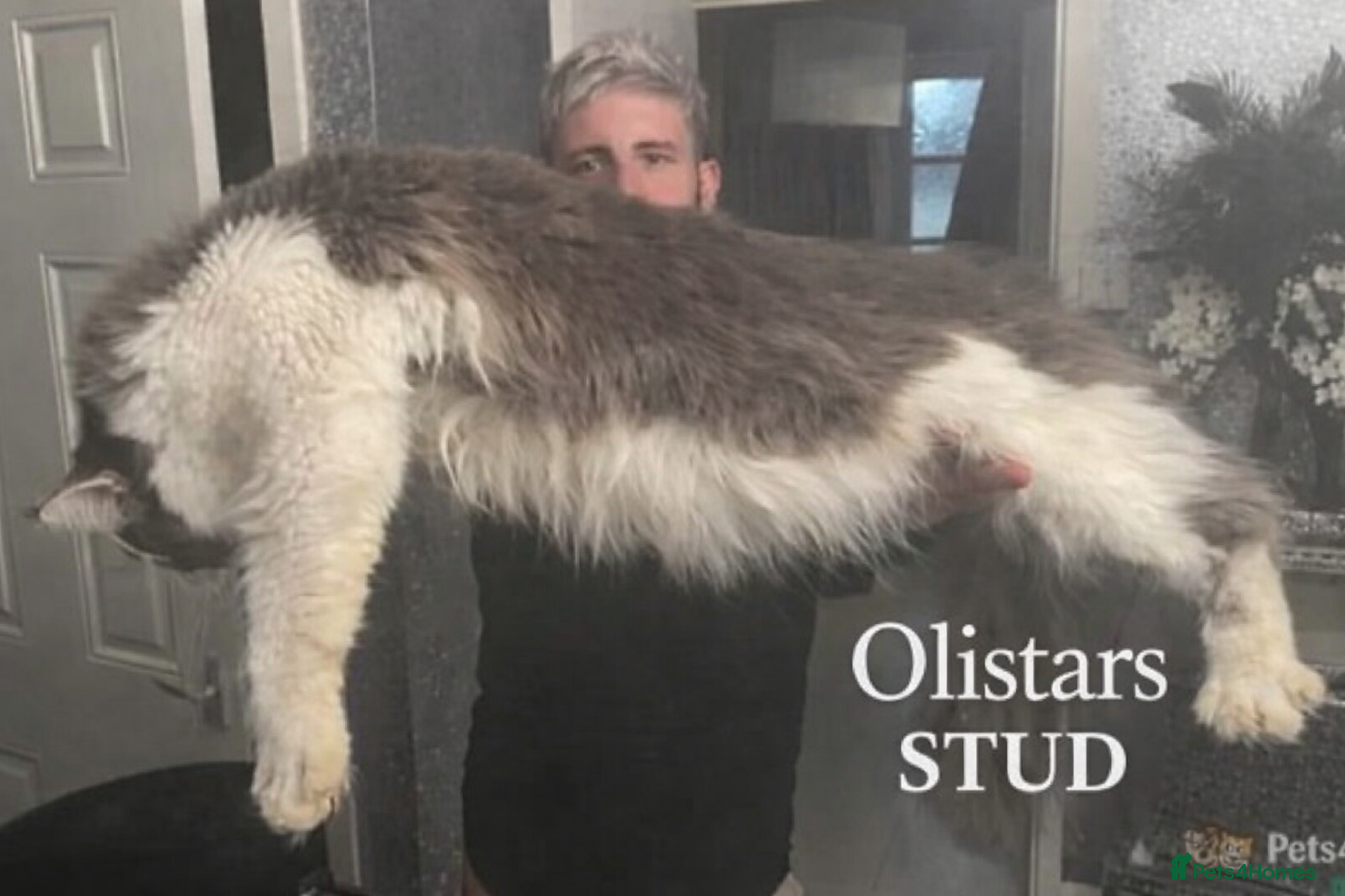 Maine Coon cats AVAILABLE XL BIG BOY FOR STUD DUAL REGISTRATION  in Winsford - Advert 8